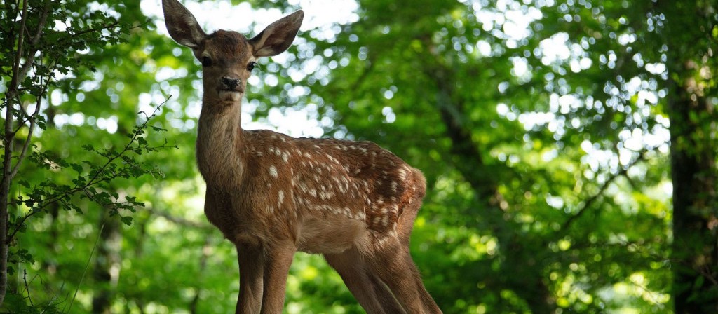 actualité Bambi