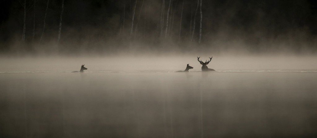 actualité lechantdesforets